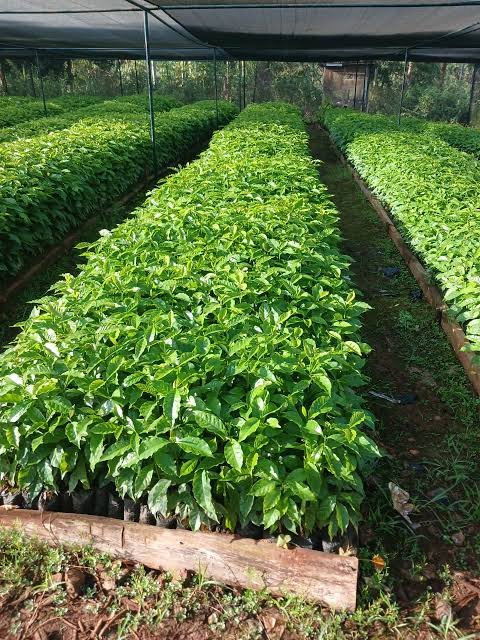 Abumaryam_2's tweet photo. We Raise coffee nursery, we sell coffee seedlings, we train farmers in Lingzhi Africa https://t.co/XVV7ywf6AZ