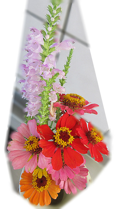 spgn7xu9's tweet photo. ���ナトラノオ：この花って9月に咲く花何ですね～
8月にいつ咲くんだろうとヤキモキしてたら9月に咲きました。
ジニア：今回の大雨にも全くへこたれず、普通に咲いていました。
ジニア恐るべし！ https://t.co/Orlw8IwFjA