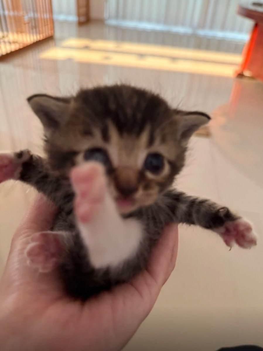 culKitten's tweet photo. https://t.co/zpX28y3CmO