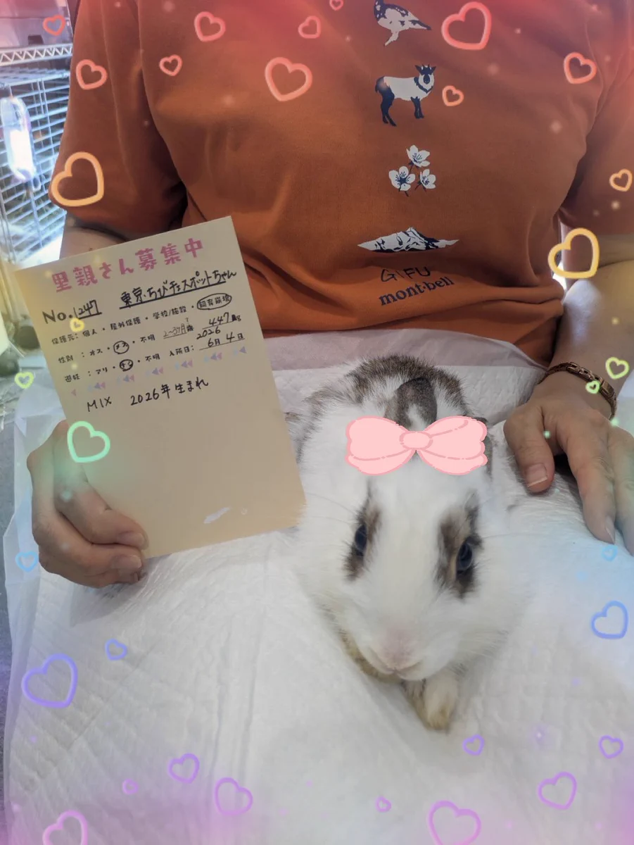 うさぎとひとの幸せを支える会🐰🐰@ペットショップではなく保護うさぎ