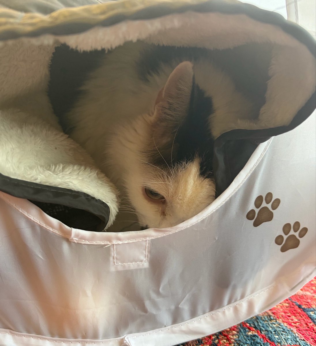 pl_s10's tweet photo. 猫に、
光りながら不規則に動くボール🟢を買ってあげたけど、怖いみたいでキューブに逃げ帰ってしまった😓💦 https://t.co/kCeUKMAdzi