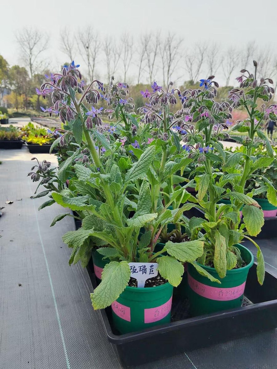 Thdarat10's tweet photo. Tried the new immersive smart garden app today—watched my herbs grow in real time and got recipe suggestions tailored to what’s ready. Game-changer for small-space green thumbs!， https://t.co/7NNQdFYosM