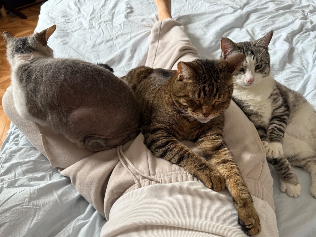 fy_plaksa's tweet photo. похолодало, а это значит, что коты снова пользуются любой возможностью прилечь на меня https://t.co/0DDhsdjvzz