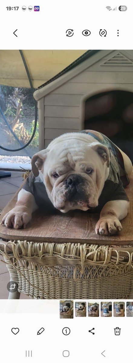 chandlerbingiz's tweet photo. Bu köpek insanı vefat edince yakınları tarafından barınağa bırakılmış. 1 haftadır Bodrum'da barınakta. Bodrum veya İstanbul 'da geçici/kalıcı yuva aranıyor acil.
8 yaşında, erkek. Çok güzel huylu, çocuklarla büyümüş bir köpek.
Paylaşır mısınız https://t.co/K6OcHZjjIe