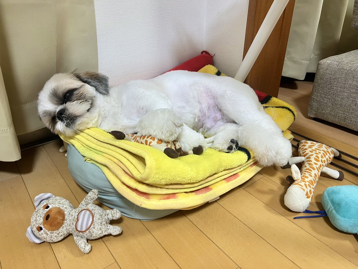 qz_urm's tweet photo. もうさ、かわいすぎだよ https://t.co/Ycs9ipRk1h