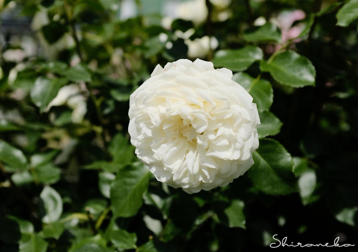 shironekoukky's tweet photo. 軽井沢レイクガーデンで… 薔薇～トランクウィリティー (2025)　#ばら #バラ #イングリッシュローズ https://t.co/7lKUdbmEZw