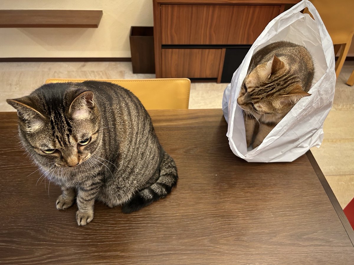 lion007's tweet photo. 法事で熊本に行った家人が
めずらしくお土産をたくさん買ってきた。
タマトモのものはなかったのだけれど
ちゃんと自分たちで
お土産を決めて楽しんでいました。 https://t.co/gfezss9cON