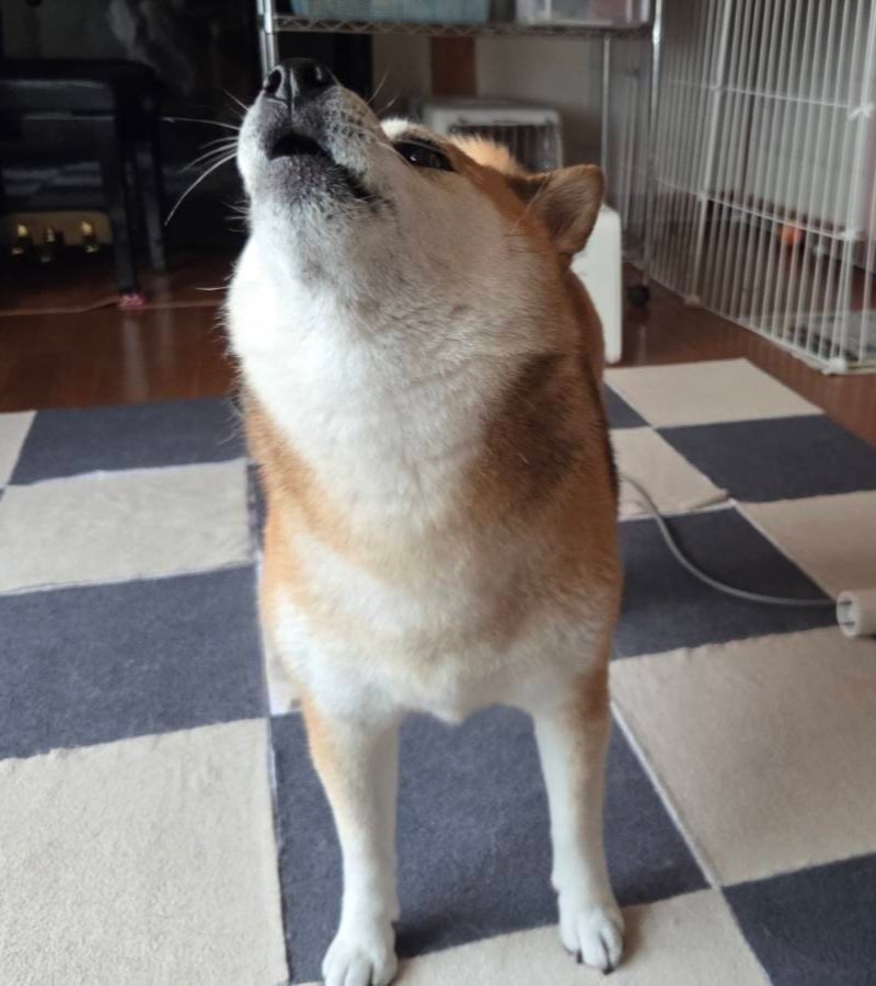 nonohime_shiba's tweet photo. ワオーーーーー https://t.co/7fAOjYghKf