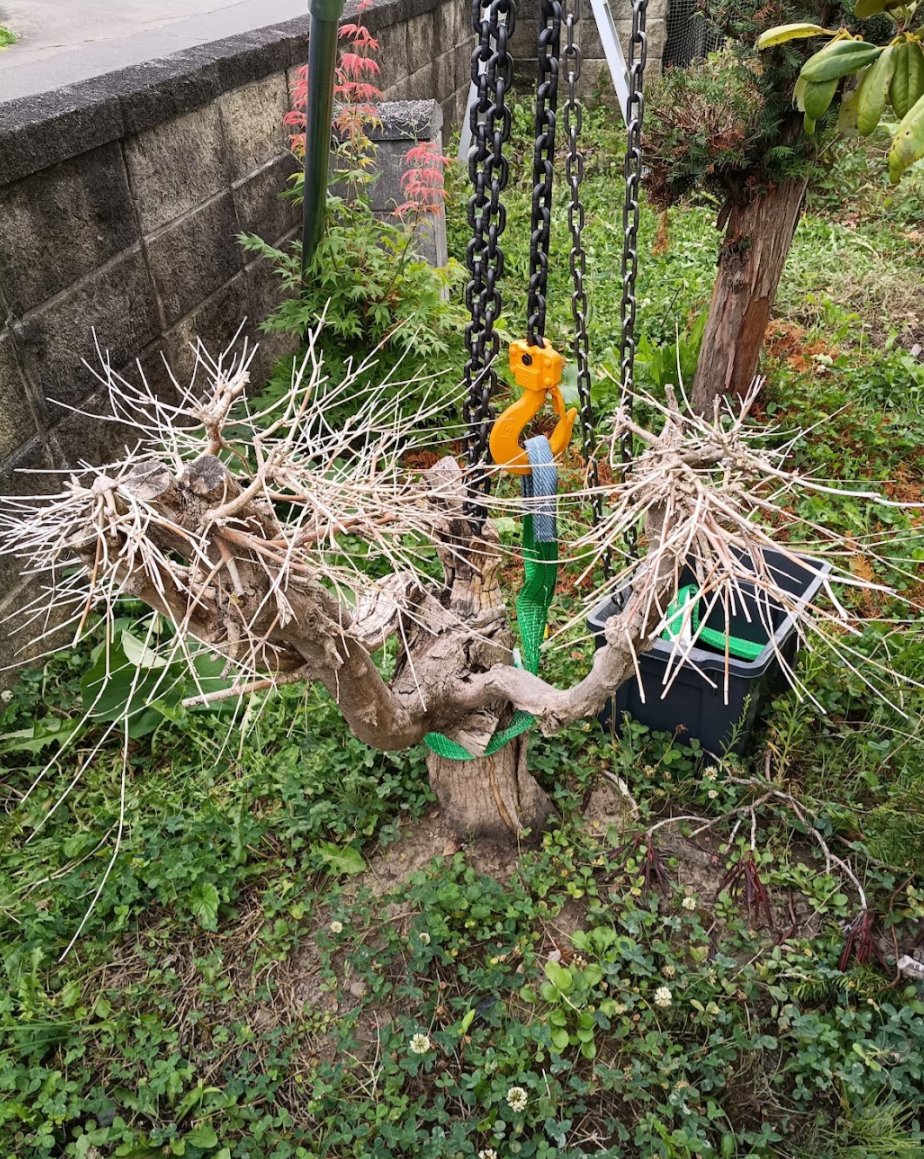 NorthernDIY's tweet photo. 北国DIYは新スキル「チェーンブロック抜根術」をおぼえた。
「枯れたマツ」と「枯れたモミジ」を抜根した。
経験値取得。北国DIYはレベルがあがった‼️🪵🪵✌️🤩 https://t.co/8ko13SyI12
