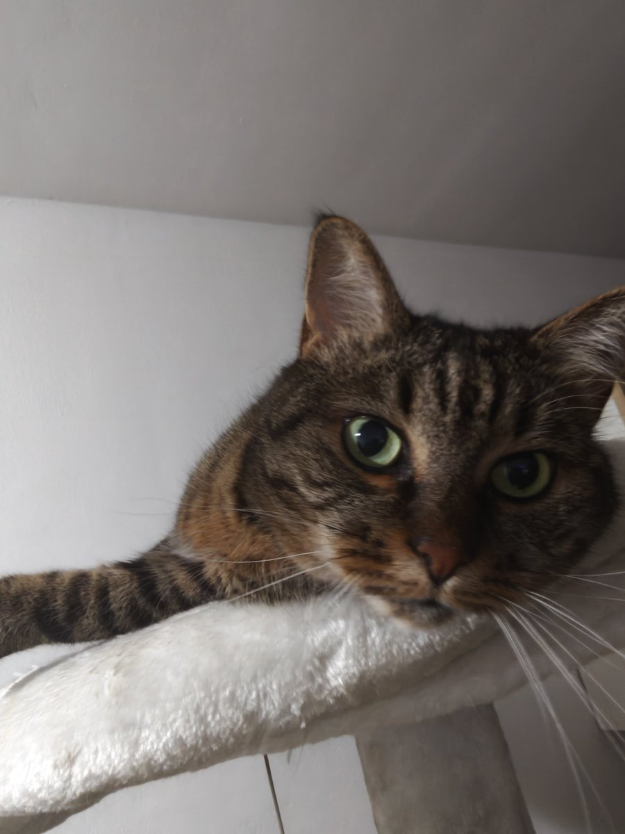 VampyShima's tweet photo. As you all might remember, we don't know when our birthday is. The nice V.E.T lady estimated August when My Dad first took us there, almost 9 years ago... But they have been the best 9 years ever. We'll be celebrating with wet food 😈🤤 https://t.co/HqjXfoGXSx