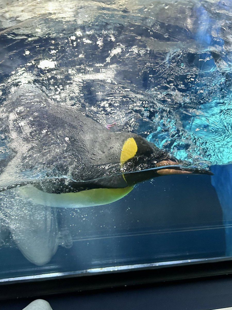higu_mnst's tweet photo. 彼女と海遊館
🐟🫧🐟🫧🐟🫧🐟🫧🐟🫧 https://t.co/FHNrlt9rWx