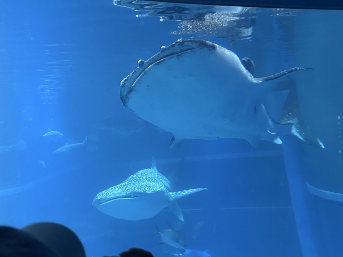 higu_mnst's tweet photo. 彼女と海遊館
🐟🫧🐟🫧🐟🫧🐟🫧🐟🫧 https://t.co/FHNrlt9rWx