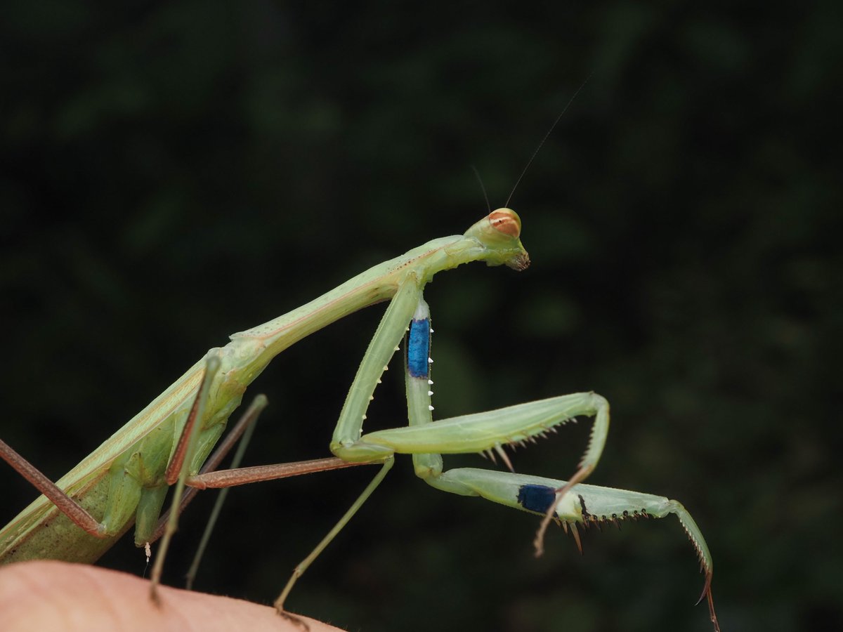 piyo_bug's tweet photo. 念願の、緑色型のコカマキリを見つけました！やったー！！ https://t.co/JHkptB3hn6