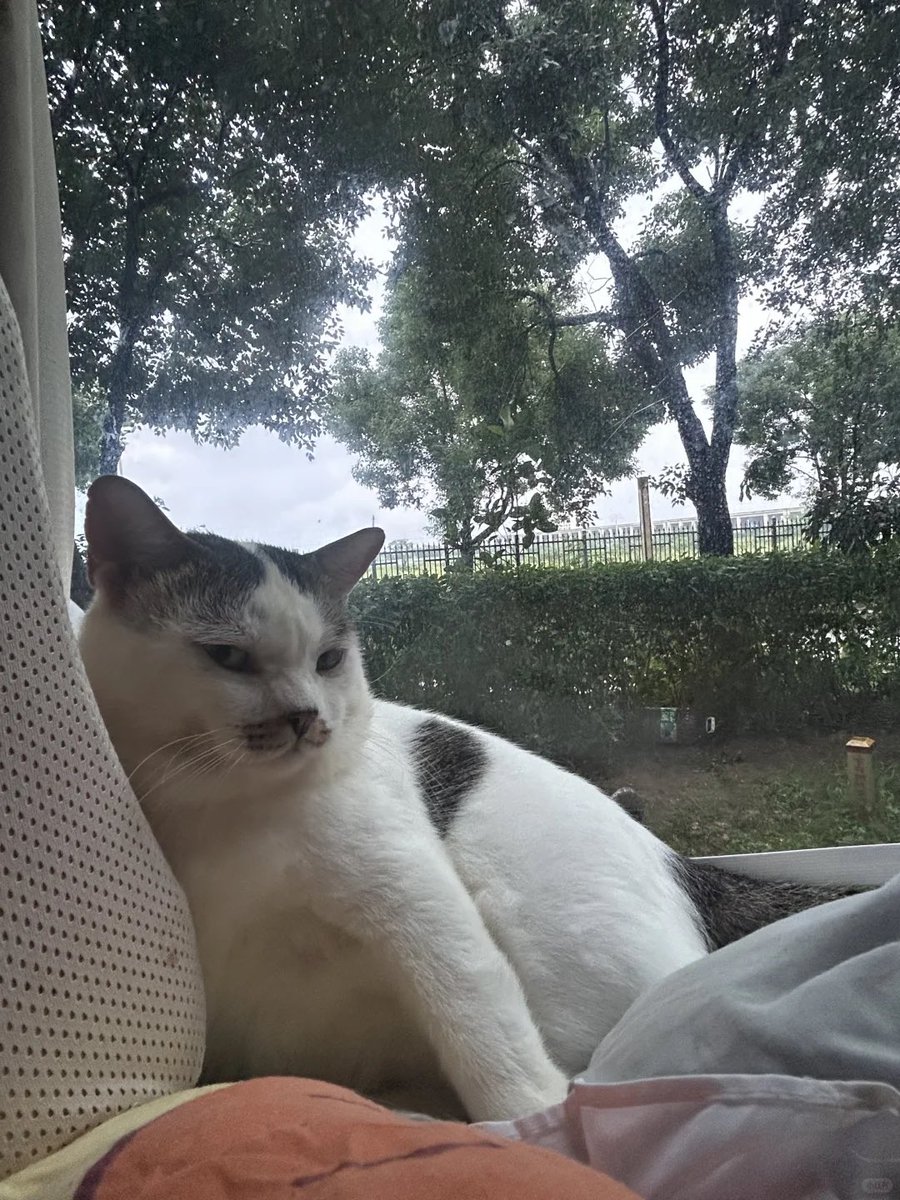 nocontextscats's tweet photo. Judging https://t.co/9cq6kWslOP