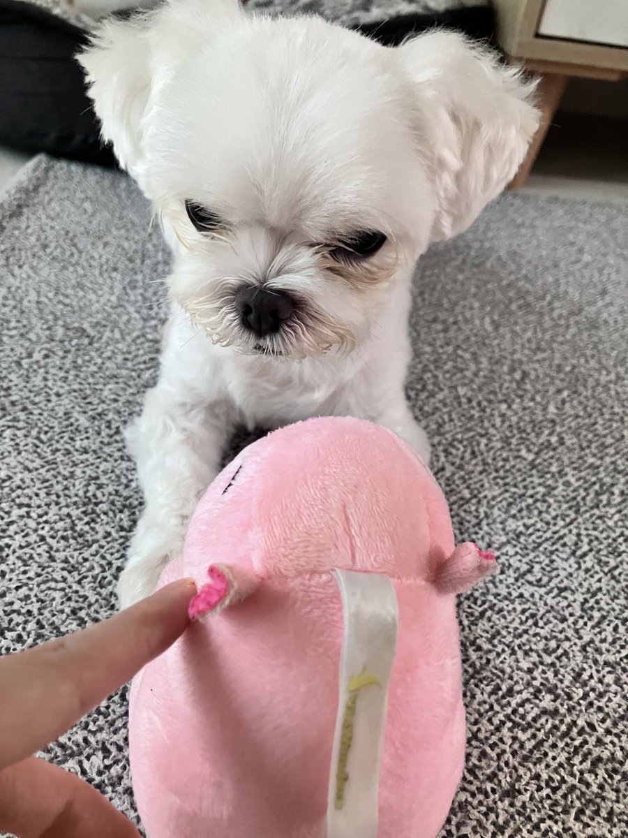 zzmechoo's tweet photo. 태세전환이 빠른편 https://t.co/39Q134hIjn