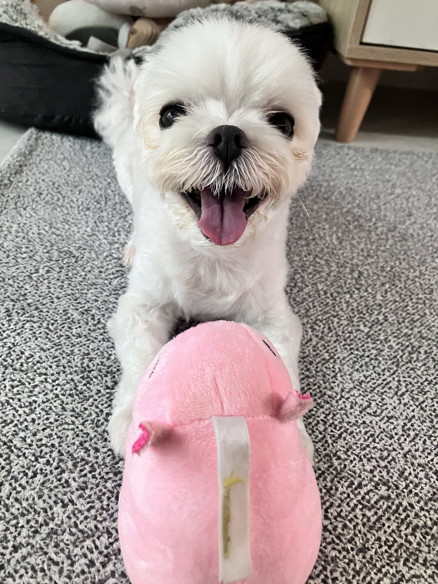 zzmechoo's tweet photo. 태세전환이 빠른편 https://t.co/39Q134hIjn