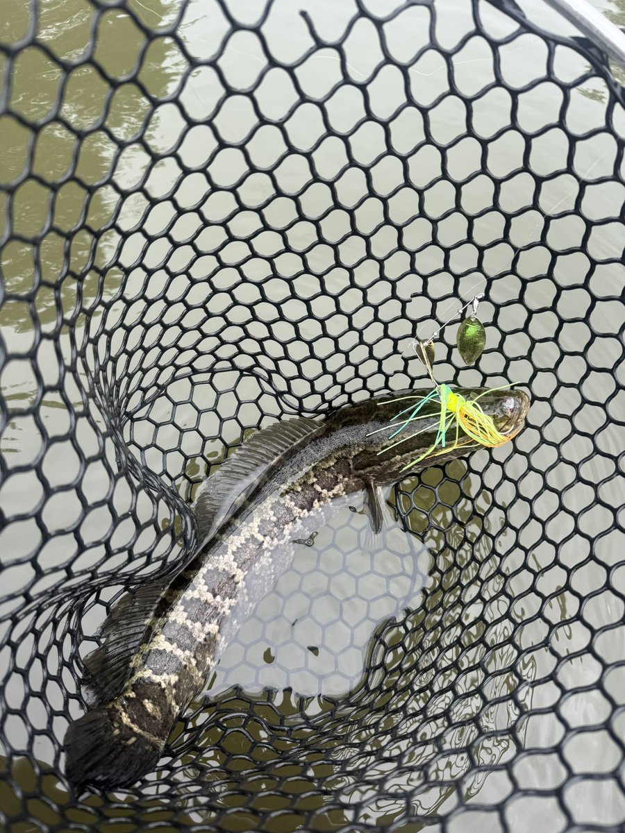 YFISHING52's tweet photo. 毎週行ってた道仙田も今年は全然行ってなくて久々道仙田

巻いて 撃ってポロポロ小バスが10匹ほど 
水中は秋ですね
減水前に来たかったけど最近ゴルフ行ってで行けず 土日もお泊まりゴルフ疲れたw

土曜三島行こうかどうしようか雨~、 https://t.co/By28C2s3Mm
