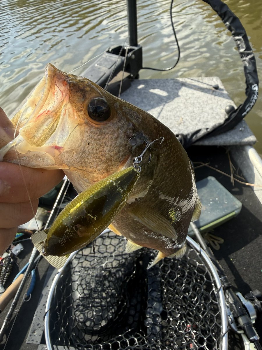YFISHING52's tweet photo. 毎週行ってた道仙田も今年は全然行ってなくて久々道仙田

巻いて 撃ってポロポロ小バスが10匹ほど 
水中は秋ですね
減水前に来たかったけど最近ゴルフ行ってで行けず 土日もお泊まりゴルフ疲れたw

土曜三島行こうかどうしようか雨~、 https://t.co/By28C2s3Mm