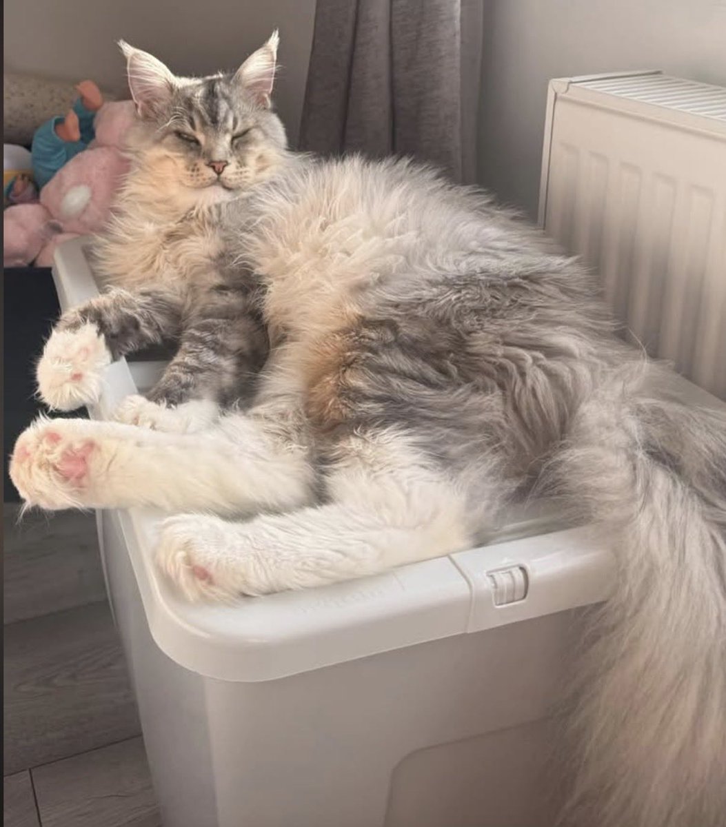 H2RScotland's tweet photo. The beautiful Loki and Odin are still available as sadly their previous offer of a home fell through, all there details are below.

Loki and Odin (both 4 years old) are two Main Coon cats looking for a new home due to a change in their owners life. 
Loki and Odin are chipped and healthy with no medical issues. They have been around kids before. 
They both eat Felix as Good as it Looks and have access to dry food throughout the day, they also enjoy Dreamies. 
Loki and Odin are indoor cats and too friendly to be outside. 
They are both registered at the vets and use a scratch post daily. 
They love new people and are very laid back. 
Loki and Odin can be left alone if you need to go outside. 
They have a carry box and would play with toys. 
We'd like a home for them where they can relax and get plenty of attention. 
A home with no other pets is required - we will not consider a home with other pets as this is not in the interest of Loki and Odin.
For more information please email info@help2rehome.com 
We are unable to accept comment enquiries or messages to the page, please email for any enquiries.