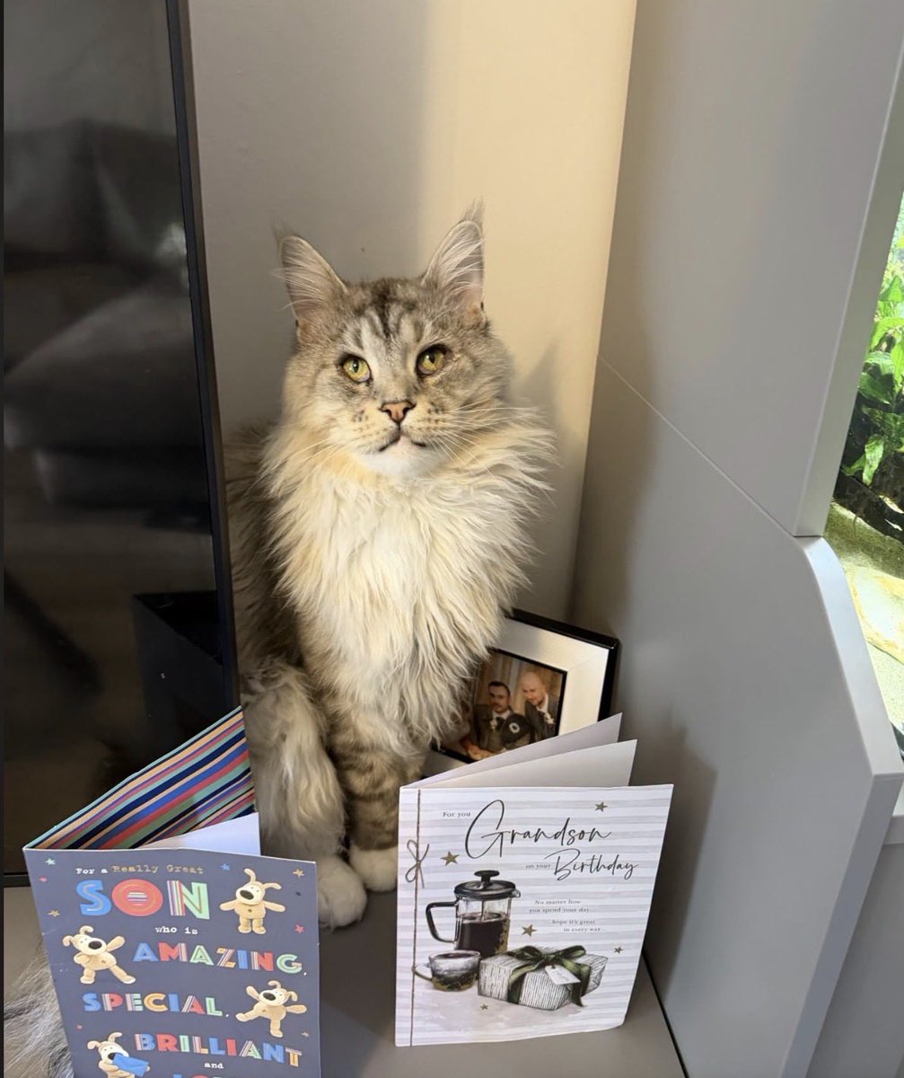 H2RScotland's tweet photo. The beautiful Loki and Odin are still available as sadly their previous offer of a home fell through, all there details are below.

Loki and Odin (both 4 years old) are two Main Coon cats looking for a new home due to a change in their owners life. 
Loki and Odin are chipped and healthy with no medical issues. They have been around kids before. 
They both eat Felix as Good as it Looks and have access to dry food throughout the day, they also enjoy Dreamies. 
Loki and Odin are indoor cats and too friendly to be outside. 
They are both registered at the vets and use a scratch post daily. 
They love new people and are very laid back. 
Loki and Odin can be left alone if you need to go outside. 
They have a carry box and would play with toys. 
We'd like a home for them where they can relax and get plenty of attention. 
A home with no other pets is required - we will not consider a home with other pets as this is not in the interest of Loki and Odin.
For more information please email info@help2rehome.com 
We are unable to accept comment enquiries or messages to the page, please email for any enquiries.