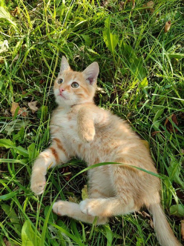 Pure_naturess's tweet photo. SEPTEMBER WILL BE YOUR BEST MONTH — IF YOU STOP FOR THIS CUTIE 🥰 https://t.co/dGpRTDAsjv
