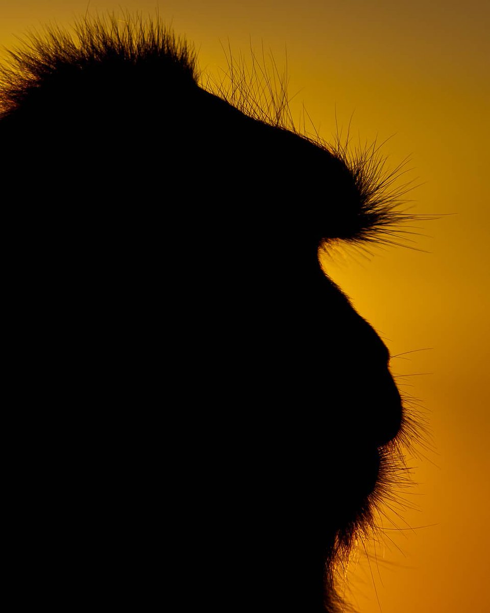 LaineDobrix0's tweet photo. Monkey watching the sunset https://t.co/jIDh61oocW