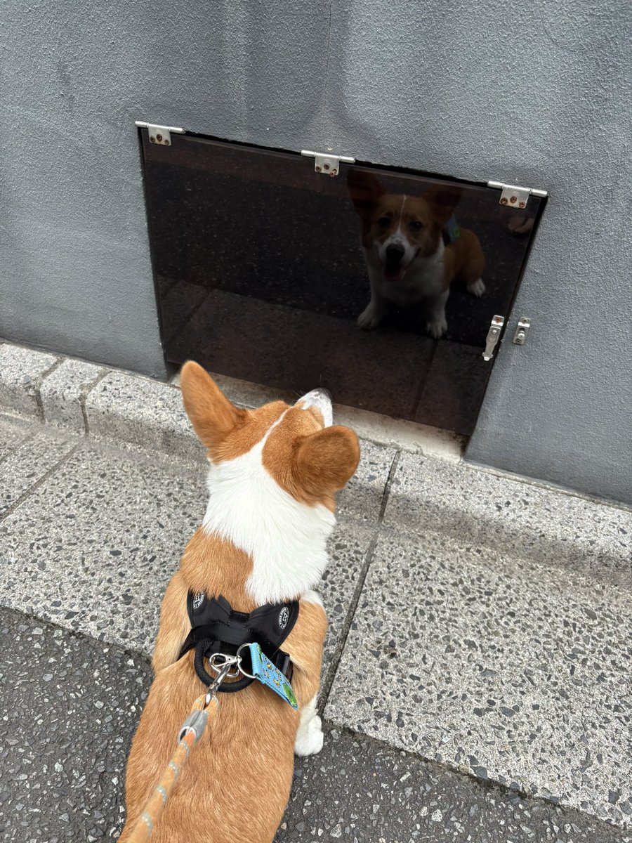 corgisuke0207's tweet photo. 散歩中、自分にそっくりな犬を見つけて、しばらく見つめ合ってたwww

#コーギー
#犬のいる生活 https://t.co/wnDH2BqR0W