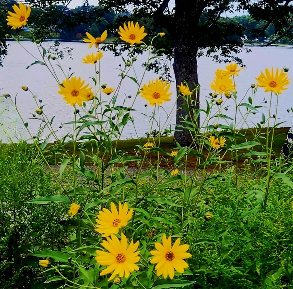 donna_mccance's tweet photo. #MondayMonday
#Flowers 🌼

Look at these bright #yellow beauties showing off as I walked around #ThePond last evening! 🌼🌼😙🌼🌼

Late summer bloomers save the best for last! 💛

Let's show off our beauty this Monday, the last day of #August2026!😊 https://t.co/OQS5OK5Mka