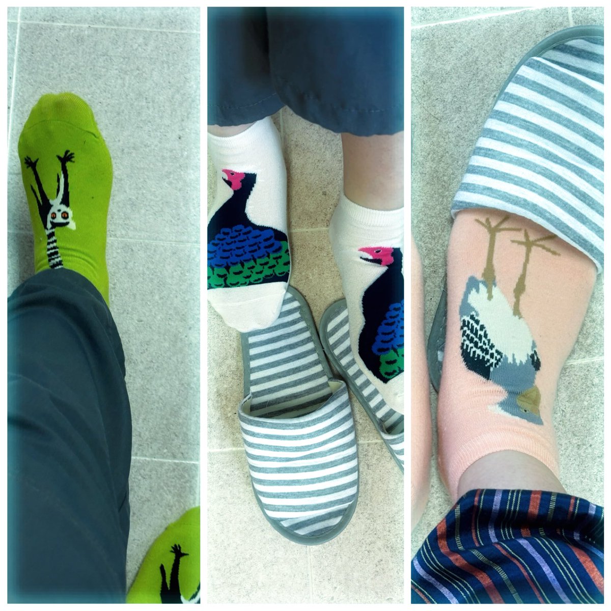 kanamyng310's tweet photo. 希梨ちゃん好きかなーって思って買った
絶滅危惧種くつした🧦

3日間違ったんよー🤭

ワオキツネザル→コサンケイ→ハシビロコウ https://t.co/bsc7VjpNF0