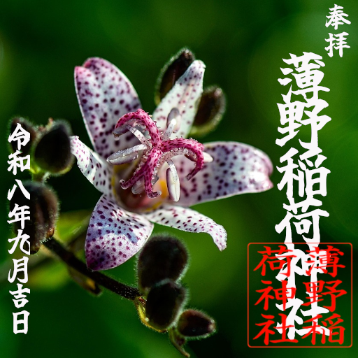 contag2's tweet photo. ススキノ神社の9月の御朱印はホトトギス。白地に紫の斑が入った風情ある花で、古くから親しまれています。花期は９～10月頃。鳥のホトトギスの胸に斑点があるところからこの名がつきました。花言葉は「秘めた思い」「永遠にあなたのもの」もらいに来てね！
#SL_GoshuinP https://t.co/C5MwoZelEj https://t.co/28tqAFEnqC