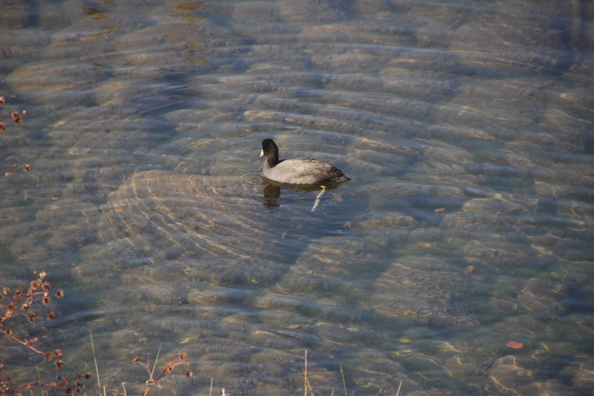 tree_3_forest's tweet photo. #オオバン　木曽川の水がキレイ
（撮影：2022 年11月11日＠犬山城）
#水鳥 #水辺の鳥 https://t.co/Xlx3twauZ3