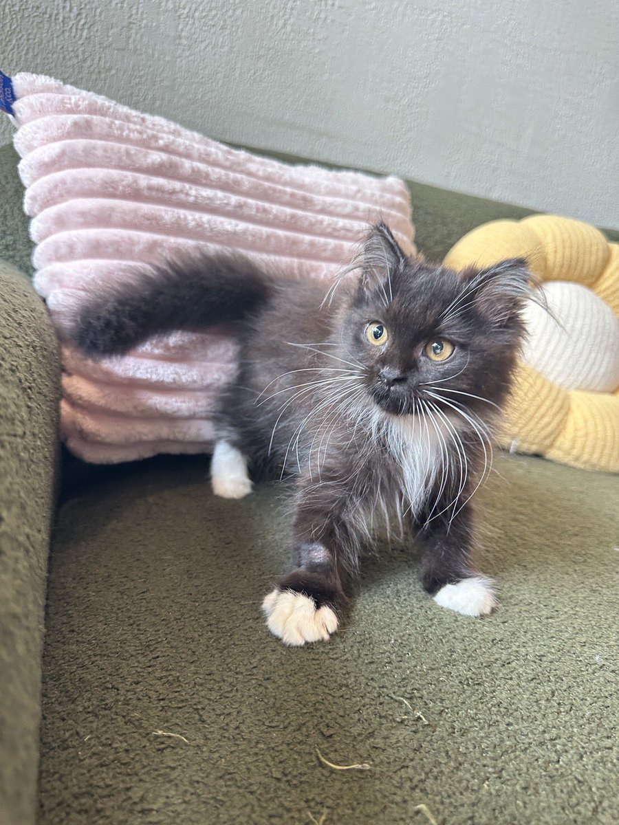 monsterxlee's tweet photo. 🐾 หาบ้านให้น้องแมว | คาเฟ่กำลังจะปิดตัวลง 🏡

เนื่องจากคาเฟ่กำลังจะปิดตัวลง เราจึงมีความจำเป็นต้องหาบ้านใหม่ให้น้อง ๆ ทุกตัว

และขอพูดให้ชัดเจนตั้งแต่ต้นว่า

“น้องไม่ได้ถูกนำมาขาย และเงิน 1,000 บาทไม่ใช่ “ราคาแมว”

ทางเรากำหนด “Adoption Fee ตัวละ 1,000 บาท” เพื่อเป็นส่วนหนึ่งของกระบวนการคัดกรองผู้รับเลี้ยง และต้องการให้คนที่ติดต่อเข้ามาเป็นคนที่ “ตั้งใจรับน้องไปดูแลจริง ๆ ไม่ใช่รับเพราะความน่ารักหรือเพียงเพราะราคาถูก”

เพราะสำหรับเรา • ชีวิตหนึ่งชีวิต ไม่ควรถูกตัดสินจากคำว่า “ฟรี” หรือ “ราคาเท่าไหร่” •

เราไม่ได้ต้องการแค่คนมารับน้องออกจากคาเฟ่ แต่เราต้องการ • “บ้าน” ที่พร้อมรับผิดชอบเขาไปตลอดชีวิต •

🤍 เงื่อนไขการรับเลี้ยง

1. Adoption Fee **1,000 บาท/ตัว**
2. ขอสงวนสิทธิ์ในการคัดเลือกบ้านที่เหมาะสมกับน้องแต่ละตัว
3. ผู้รับเลี้ยงต้องมีความพร้อมในการดูแลทั้งเวลา ค่าอาหาร และค่ารักษาพยาบาล
4. ไม่อนุญาตให้นำไปขายต่อ ทอดทิ้ง หรือส่งต่อโดยไม่แจ้งทางเรา
5. ขออนุญาตสอบถามข้อมูลเกี่ยวกับผู้รับเลี้ยงและสภาพแวดล้อมในการเลี้ยงก่อนส่งมอบ
6. หากพบว่าผู้รับเลี้ยงไม่มีความพร้อมหรือมีเจตนาไม่เหมาะสม ทางเราขอปฏิเสธการรับเลี้ยงทันที

📩 สนใจรับน้องตัวไหน ทัก DM ได้เลยค่ะ
รบกวนแนะนำตัวและแจ้งข้อมูลเกี่ยวกับบ้าน/ที่พัก ประสบการณ์เลี้ยงแมว และเหตุผลที่ต้องการรับน้องไปดูแล

🙏🏻 หากรับเลี้ยงไม่ได้ แต่อยากช่วยน้อง ”ฝากช่วยแชร์โพสต์นี้” เพื่อให้น้องได้เจอบ้านที่เหมาะสมที่สุด

1,000 บาท เราไม่ได้ใช้วัดค่าของชีวิตน้อง เราใช้วัดความตั้งใจของคนที่จะเข้ามารับผิดชอบชีวิตหนึ่งชีวิต

ขอบ้านที่พร้อมรัก ไม่ใช่แค่บ้านที่พร้อมรับ 

ขอบคุณค่ะ 

( มีรูปเด็ก ๆ เพิ่มเติมใน reply ) #ทาสแมว #หาบ้านให้แมว