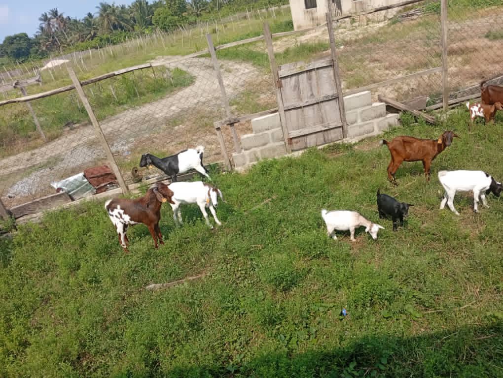 tentagrow1's tweet photo. A safe livestock environment goes beyond a clean pen. 

Keep grazing and roaming areas free from sharp objects, unsafe fencing, stagnant water and other hazards.

Livestock safety starts with the entire environment.

Happy New Week from Tentagrow! 

#LivestockFarming #AnimalHealth