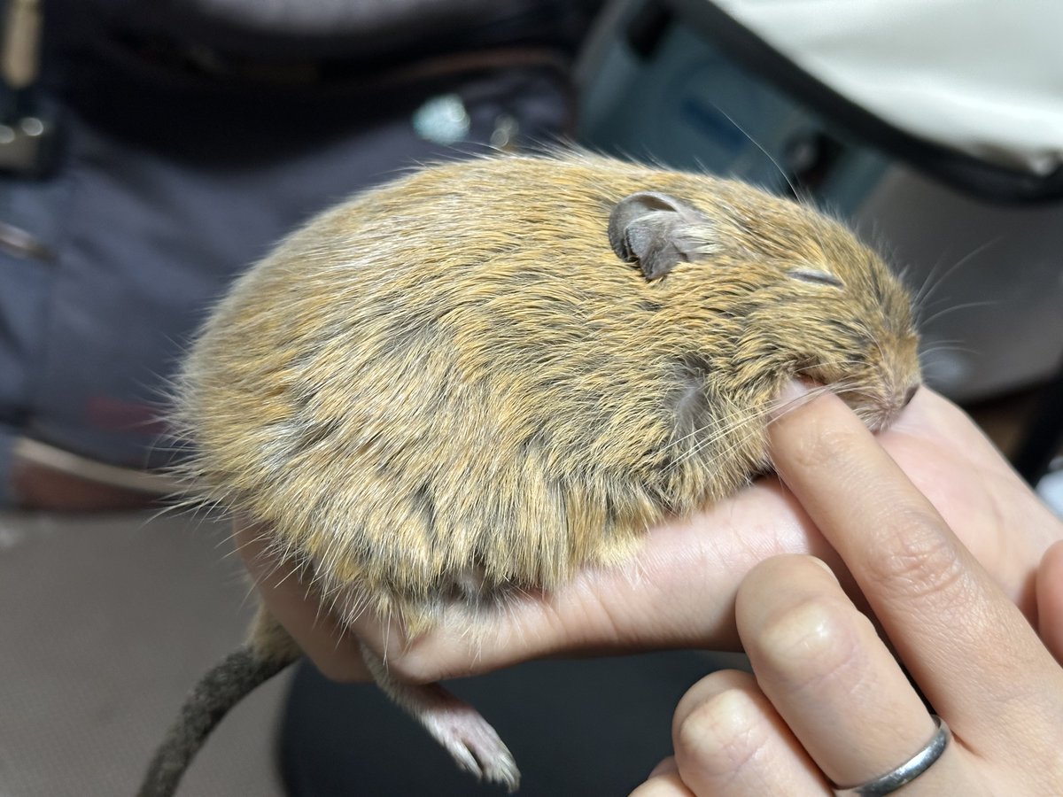 degu_mimosa's tweet photo. 夢でも現でも、幸せであってくれるよう、どこにいても願ってやまない。 https://t.co/4SD7iHAMB1