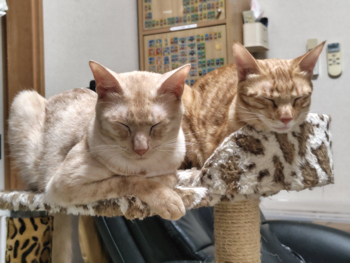 EmigonK's tweet photo. 実の兄弟ではないけれど、生後1ヶ月もしない頃から一緒に育ってきた1歳同士🐱🐾🐱 https://t.co/CuYE7tddrD