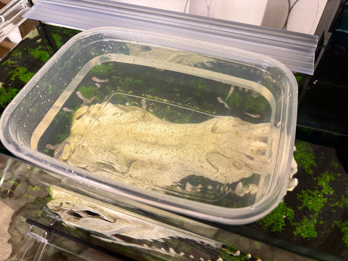 kanosand's tweet photo. 水槽を立ち上げて１ヶ月。
ついにメダカさんにご入居いただきましたー！ヾ(≧▽≦)ﾉ

慎重に水合わせ＆引越しして半日経ちましたが、元気そうでなにより。
壁掛けフィルターの水流が弱でも少し強いみたいなので、スポンジを挟んで調整。

元気に大きくなれよぉ( ´ω`)
#かのす水槽 https://t.co/ngzkensN85