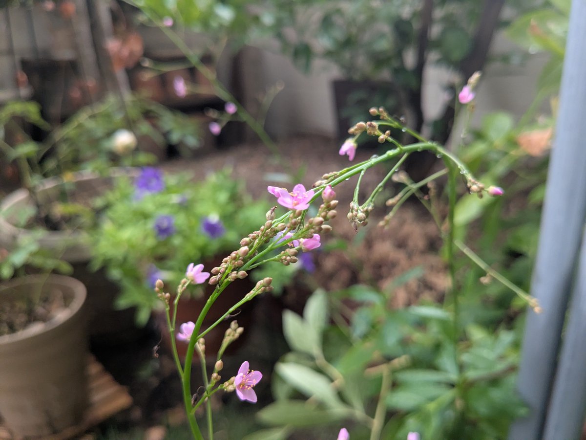 mapleleaffeb's tweet photo. 今日のお庭の花
ハゼラン、というそうです
いつの間にか生えてきた雑草だけど
可愛らしい花
8月も終わり、でも暑いのはまだ続く

次の日曜日は、花の学科試験
子の受験説明会も同じ日にあり
回らない頭をフル回転させねば…

#TLを花でいっぱいにしよう https://t.co/q7IUQ4hDaX
