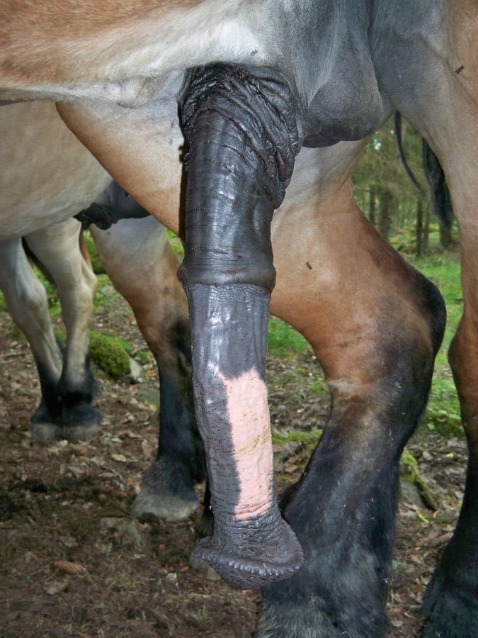 CultureEnjoy69's tweet photo. I LOVE HORSE COCK!!~🍆🐴❤️‍🔥💦,I LOVE HORSE COCK!!~🍆🐴❤️‍🔥💦,I LOVE HORSE COCK!!~🍆🐴❤️‍🔥💦, PLEEEEAAASEEE FLOOD MY DM WITH HORSES!!!!~🍆🐴❤️‍🔥❤️‍🔥❤️‍🔥💦💦💦💦💦💦. https://t.co/NDG3g6xggS