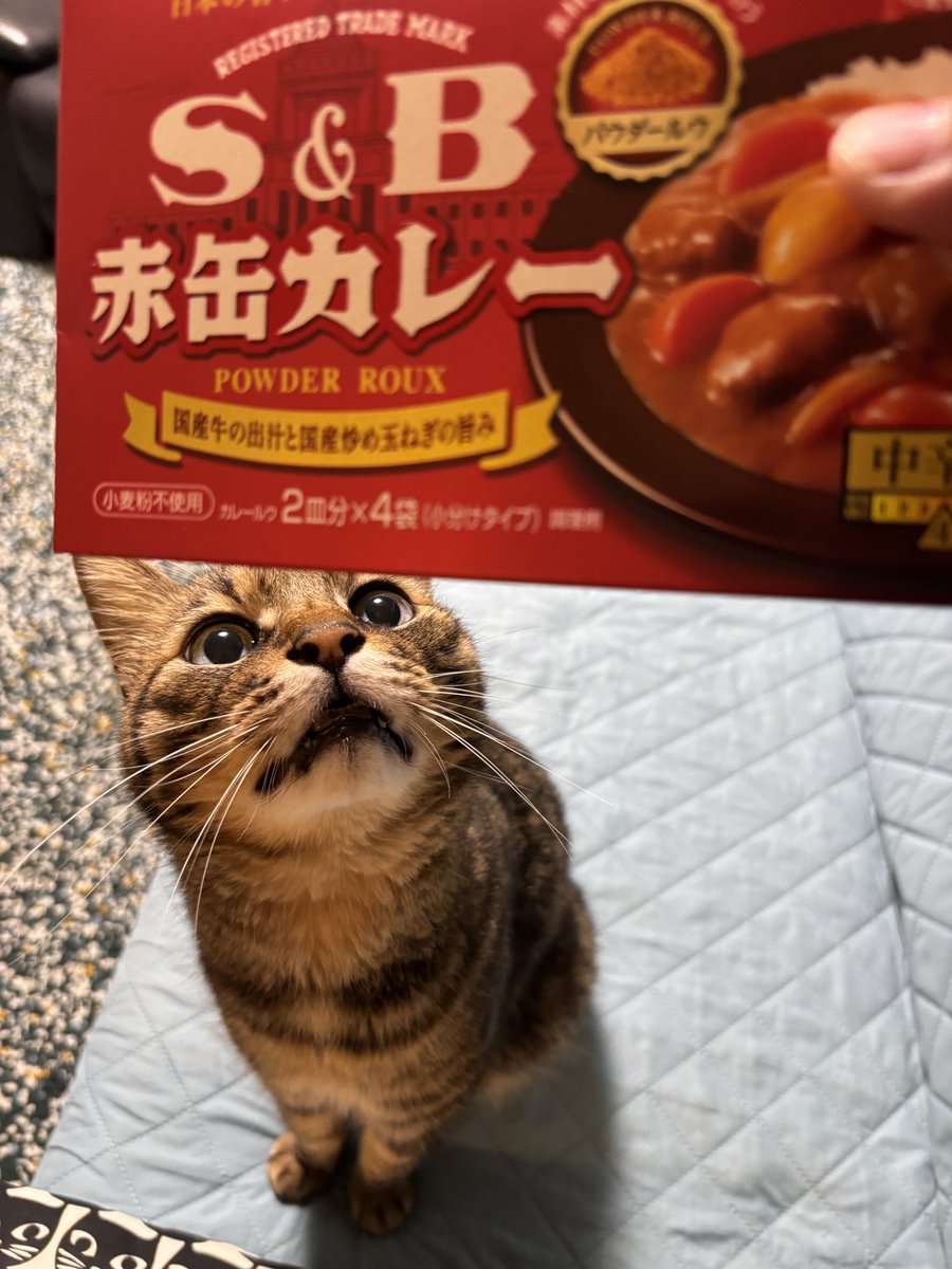 Shg_FNDN's tweet photo. 今夜は無水カレーに挑戦してみます🍛 https://t.co/qa2l91TcgL