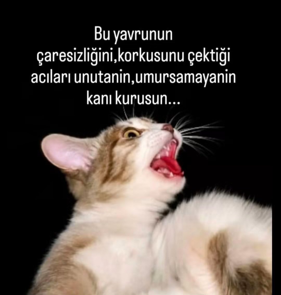VatandasCahil's tweet photo. Bu zavallıya bu acıyı çektirenler  aynı acıyı çeksinler inşallah https://t.co/HAosyzDaUk