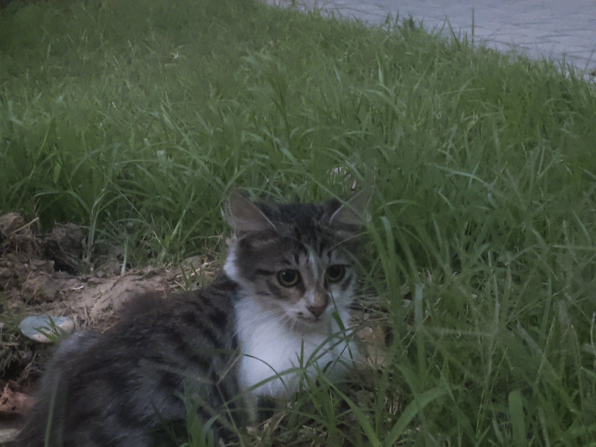lemonbakes's tweet photo. what is Baku without cats on every corner https://t.co/1rAdP0vqC0