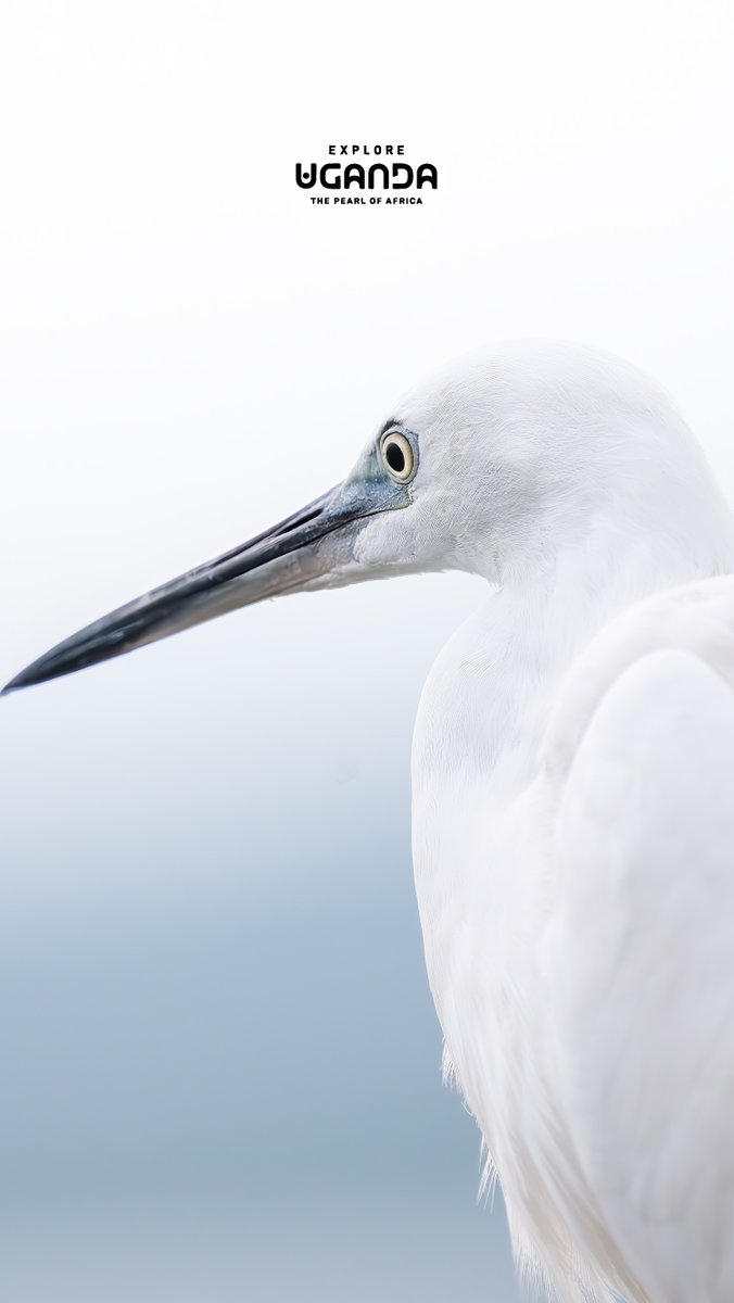 ExploreUganda's tweet photo. 11:11 ✨

With over 1,000 bird species, Uganda has no shortage of colour for your screen.

Save this week’s #WallpaperWednesday and let one of the Pearl of Africa’s feathered wonders brighten your lockscreen.

#ExploreUganda | #BirdingUganda https://t.co/0SGzfdcQVL