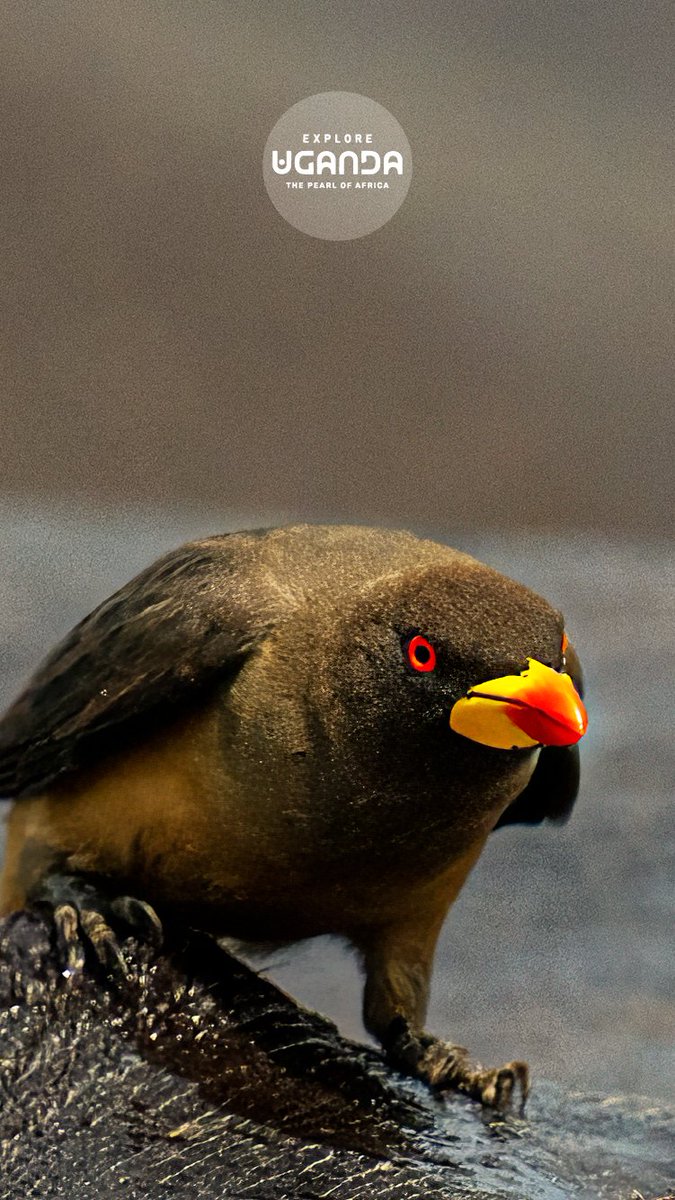 ExploreUganda's tweet photo. 11:11 ✨

With over 1,000 bird species, Uganda has no shortage of colour for your screen.

Save this week’s #WallpaperWednesday and let one of the Pearl of Africa’s feathered wonders brighten your lockscreen.

#ExploreUganda | #BirdingUganda https://t.co/0SGzfdcQVL