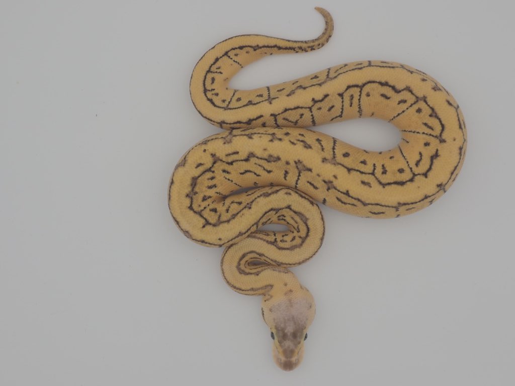 SunStarReptiles's tweet photo. Pastel Fire Pinstripe dhet TSK Clown (♀)
パステル ファイア ピンストライプ dhet TSK クラウン（♀）

#Ballpython #JapanToWorld #ボールパイソン #日本から世界へ #CB2026 #JPCB https://t.co/dL6D0y8hWO