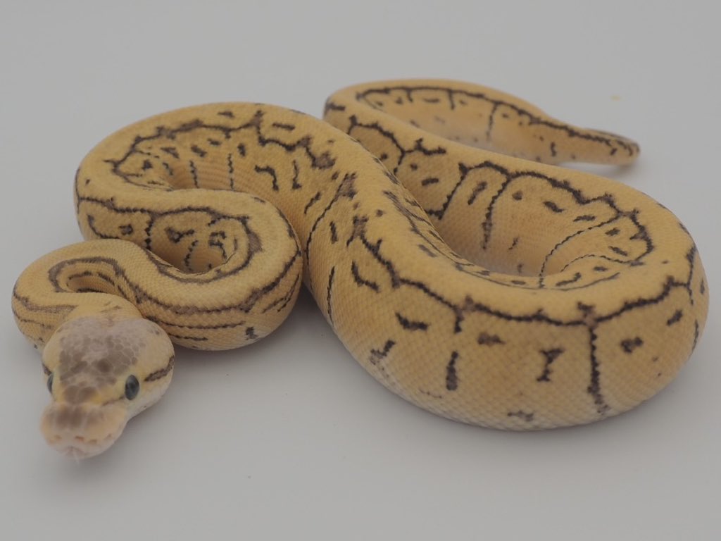 SunStarReptiles's tweet photo. Pastel Fire Pinstripe dhet TSK Clown (♀)
パステル ファイア ピンストライプ dhet TSK クラウン（♀）

#Ballpython #JapanToWorld #ボールパイソン #日本から世界へ #CB2026 #JPCB https://t.co/dL6D0y8hWO