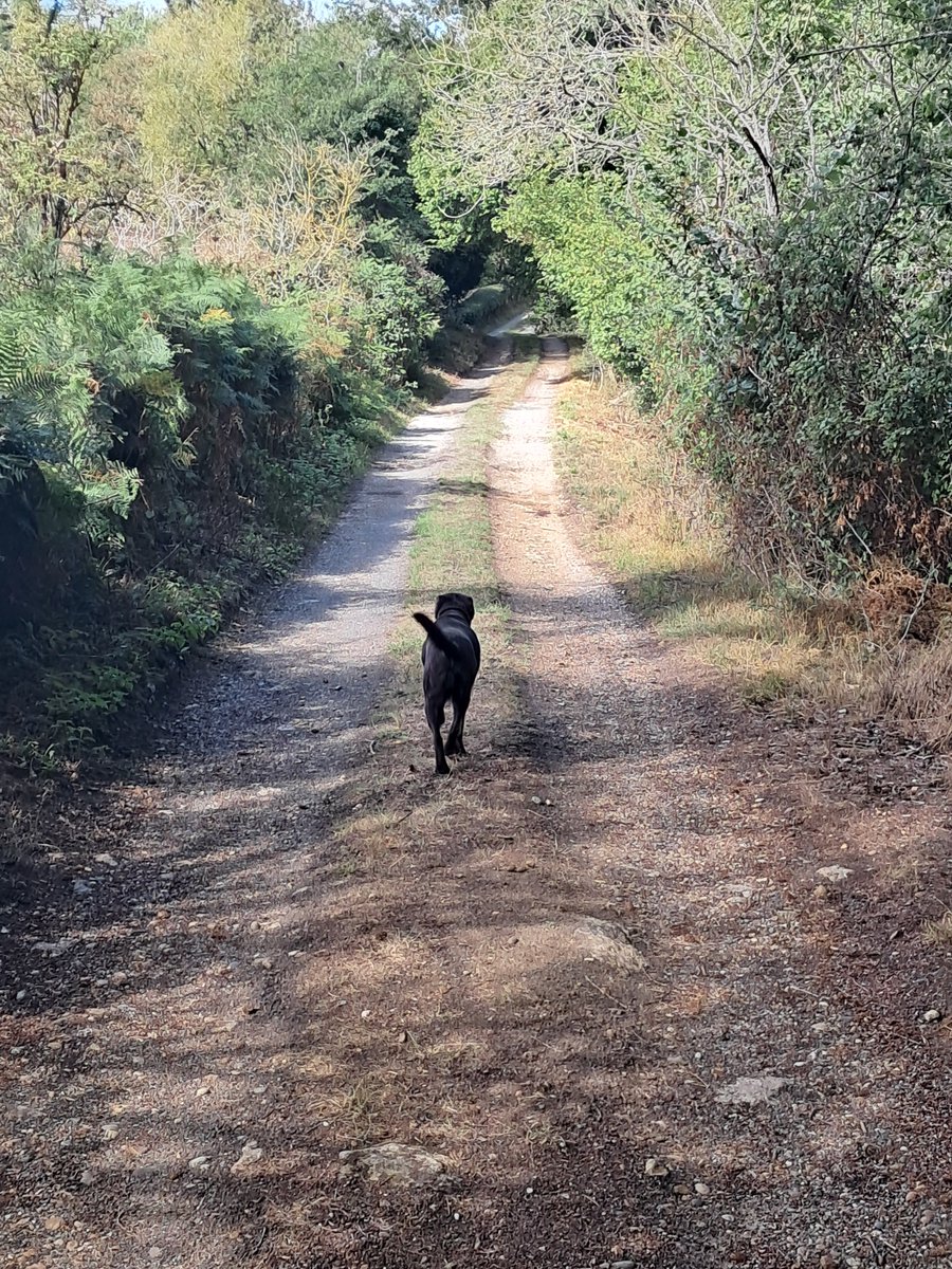 Ted_Choc_Lab's tweet photo. If you go down to the woods today.......Ted's left to lie in this morning https://t.co/dXV29Srbhz