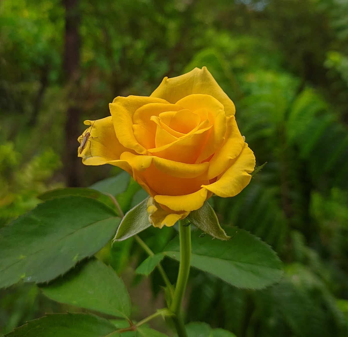 HiyaJafrin's tweet photo. My spirit instantly lifts with pure happiness whenever I spot a radiant yellow rose blooming.
Have a beautiful Monday Afternoon. #RoseMonday https://t.co/Nb2uMtK4FS