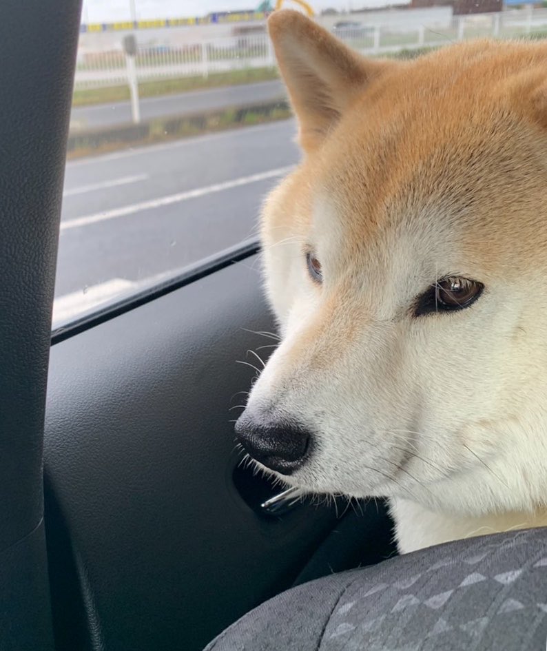 mugimu43060's tweet photo. うちの犬、鼻が短すぎて口が収まりきらず、よく『にん』の形になるんだけど、本当に可愛いから見て欲しい https://t.co/f6f6tzXHGr
