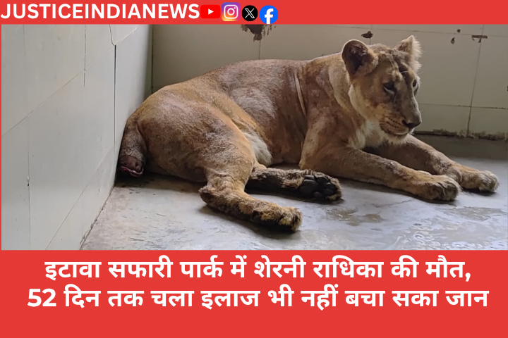 JSTNews11's tweet photo. इटावा। इटावा सफारी पार्क से दुखद खबर सामने आई है। पिछले डेढ़ माह से अधिक समय से उपचाराधीन बब्बर शेरनी राधिका की सोमवार सुबह करीब 4:30 बजे मौत हो गई। सफारी प्रशासन और विशेषज्ञों के 52 दिनों के अथक प्रयास के बावजूद राधिका को बचाया नहीं जा सका। https://t.co/LIT9zFVAsK