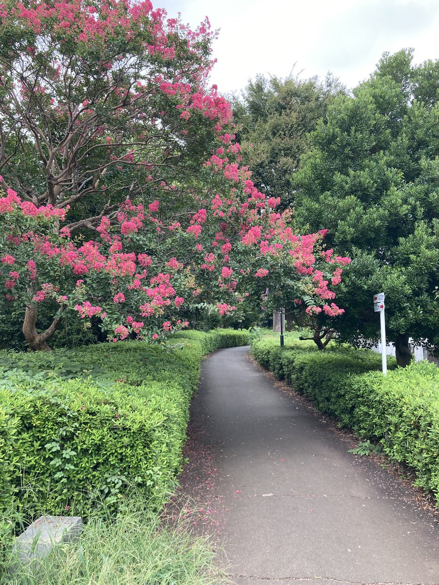 IgaYou337's tweet photo. ホソクナガク（立川市）の帰路立川飛行機専用線跡晩夏の花達
1枚目国立市→国分寺市をかすめて→2枚目再び立川市
#立川飛行機専用線跡
#キバナコスモス
#百日紅 https://t.co/EafpUR5SCM